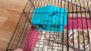 содержание джунгарских хомячков 🐹(что должно быть в клетке у хомяка)