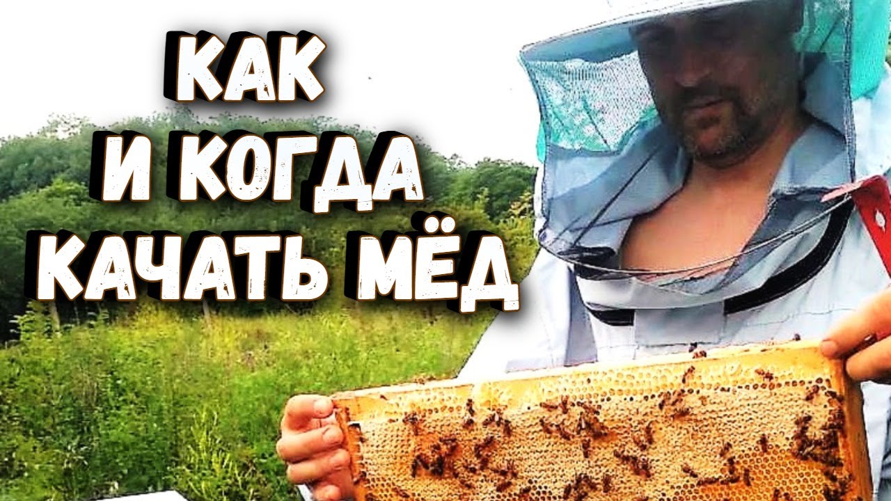 Как и когда качать мед!?