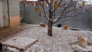 Питомник собак,знакомство