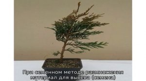 Туя складчатая: описание, сорта, посадка и уход