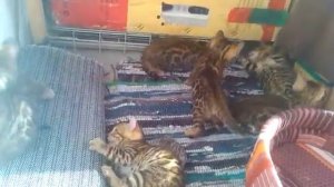 Бенгальские коты