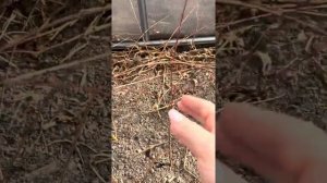 Размножение ивы Хакуро Нишики / штамбы из сирени