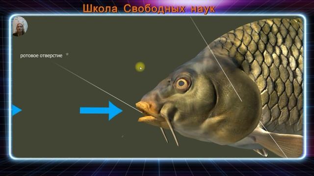 Дыхание рыб(простыми словами) смотреть онлайн