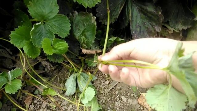 ⚫Уход за клубникой после сбора урожая | усы клубники | обрезка и подкормка клубники смотреть онлайн