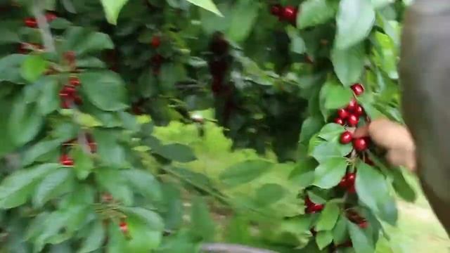 Саженцы черешни Свит Харт .Тел; +905522918474,+79280398882.