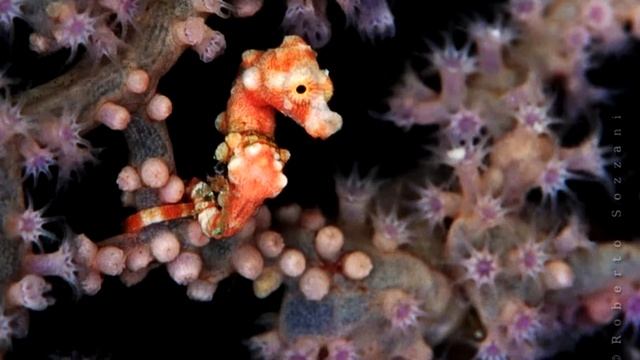 5 САМЫХ МАЛЕНЬКИХ ЖИВОТНЫХ В МИРЕ смотреть онлайн