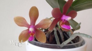 Phalaenopsis stobartiana x bastianii