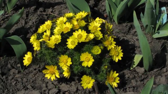 @Весна на даче. Адонис весенний смотреть онлайн