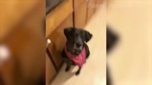 Funny Animal Videos 2022 ? - Funniest Cats And Dogs Videos ?? #20