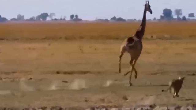 Descubre las Luchas y Cacerías Más Increíbles de Leones en su Hábitat Natural смотреть онлайн