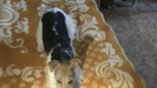 Жесткошерстный фокстерьер смотреть онлайн