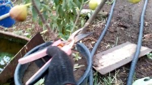 Обрезка инжира в первый год вегетации.