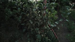 Яблоня Ред Кетти (Red Ketti) rozapochtoi.ru