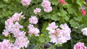 Когда и почему нужно делать двойники пеларгониям