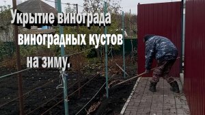 Укрытие кустов винограда на зиму.