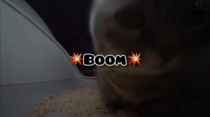 Кот танцует под чипи чипи чапа чапа