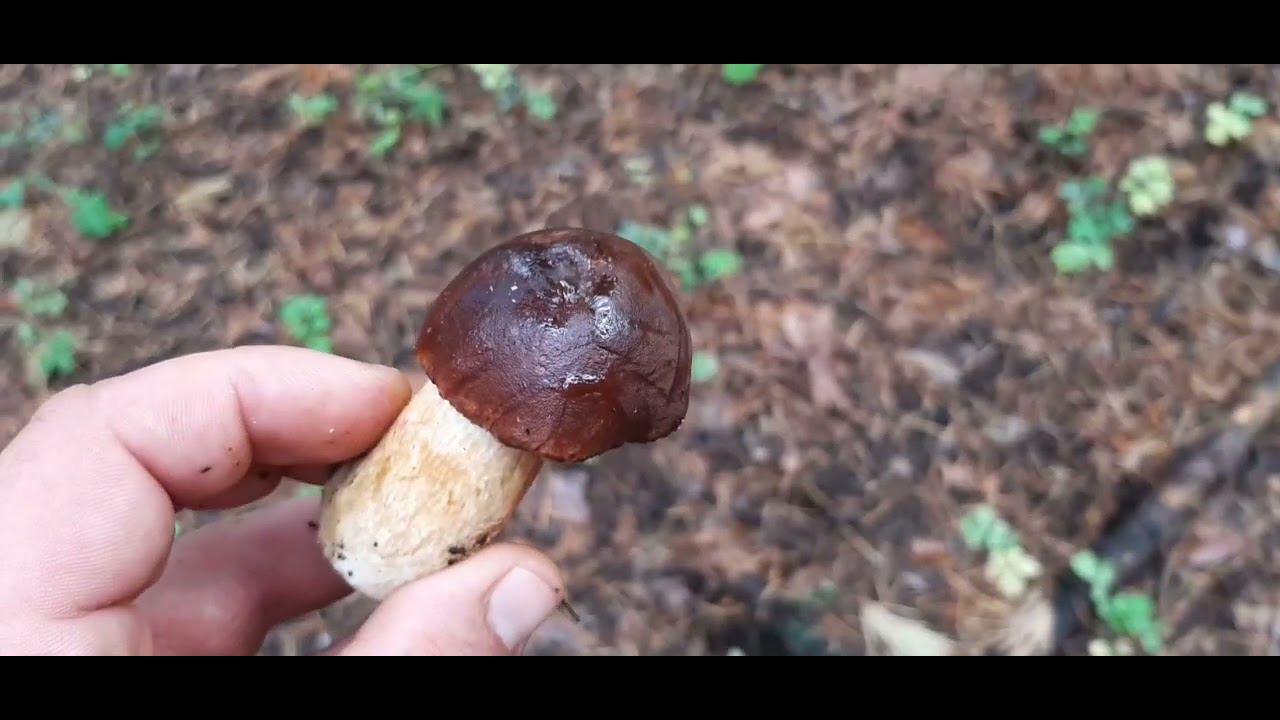 ТИХАЯ ОХОТА # 1. РАЗВЕДКА. В ПОИСКАХ БЕЛОГО ГРИБА смотреть онлайн