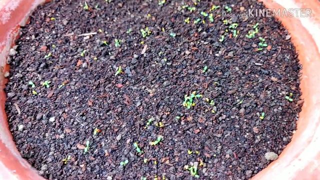 Grow RUDBECKIA The Amazing SUMMER Flower Plants смотреть онлайн