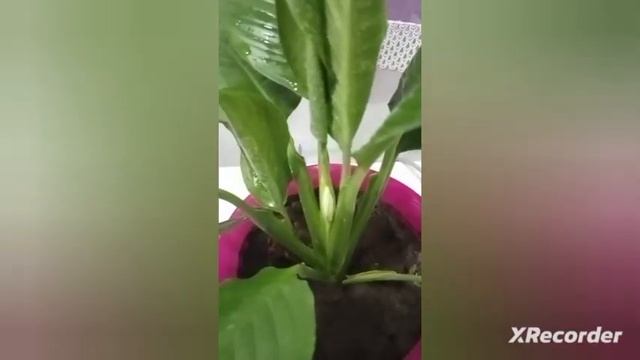 Мой Спатифиллум (женское счастье)❤️