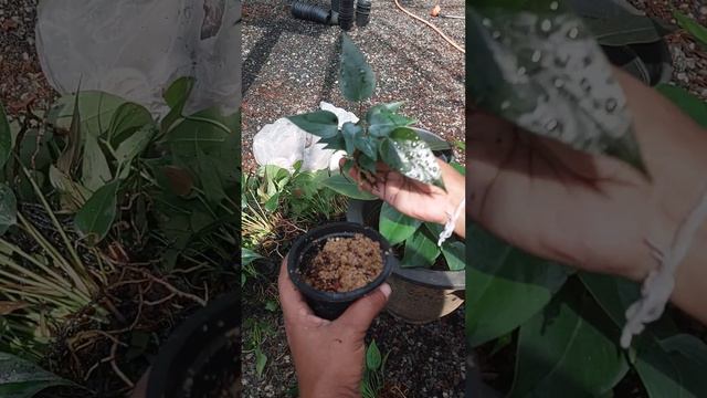 #anthurium පොඩි පැල කදෙන් පදුරු වෙන ලස්සන 🔥🔥🔥 # the wonder of nature смотреть онлайн