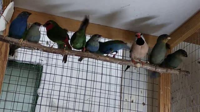 форбесы смотреть онлайн