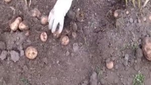 Картофелекопалка для мотоблоков.Crosser,Нева,Ока,Агат,Угра,Prorab.