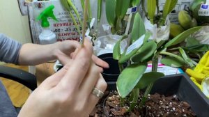 Посадка и адаптация Каттлей с голой корневой.