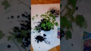 Ипомея  Пикировка