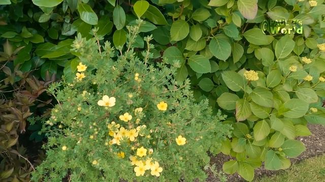 June in Flower Tour - My English Garden - June 2022 смотреть онлайн