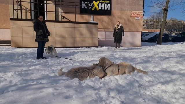 Чаки и другие щенки ! бородатый колли ! хаски ! золотистый ретривер | bearded collie смотреть онлайн