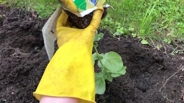 Формирую рабатку из агератума и бархатцев