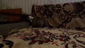 мини бультерьер