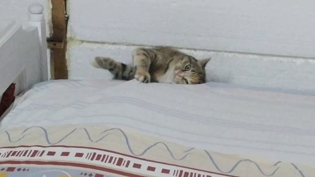 Отругала кошку, не пойму что с ней происходит. Отделка дома продолжается смотреть онлайн