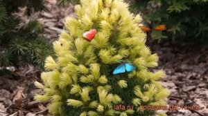 Ель канадская Коника Мэйголд (picea conica maigold) ? обзор: как сажать, саженцы ели Коника Мэйголд