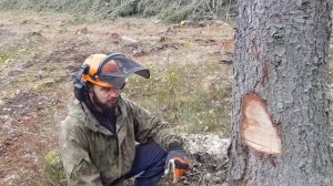 Правильная валка гнилого дерева // Не совершайте ошибок