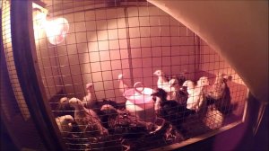 ЛПХ // Новости // Жизнь в деревне