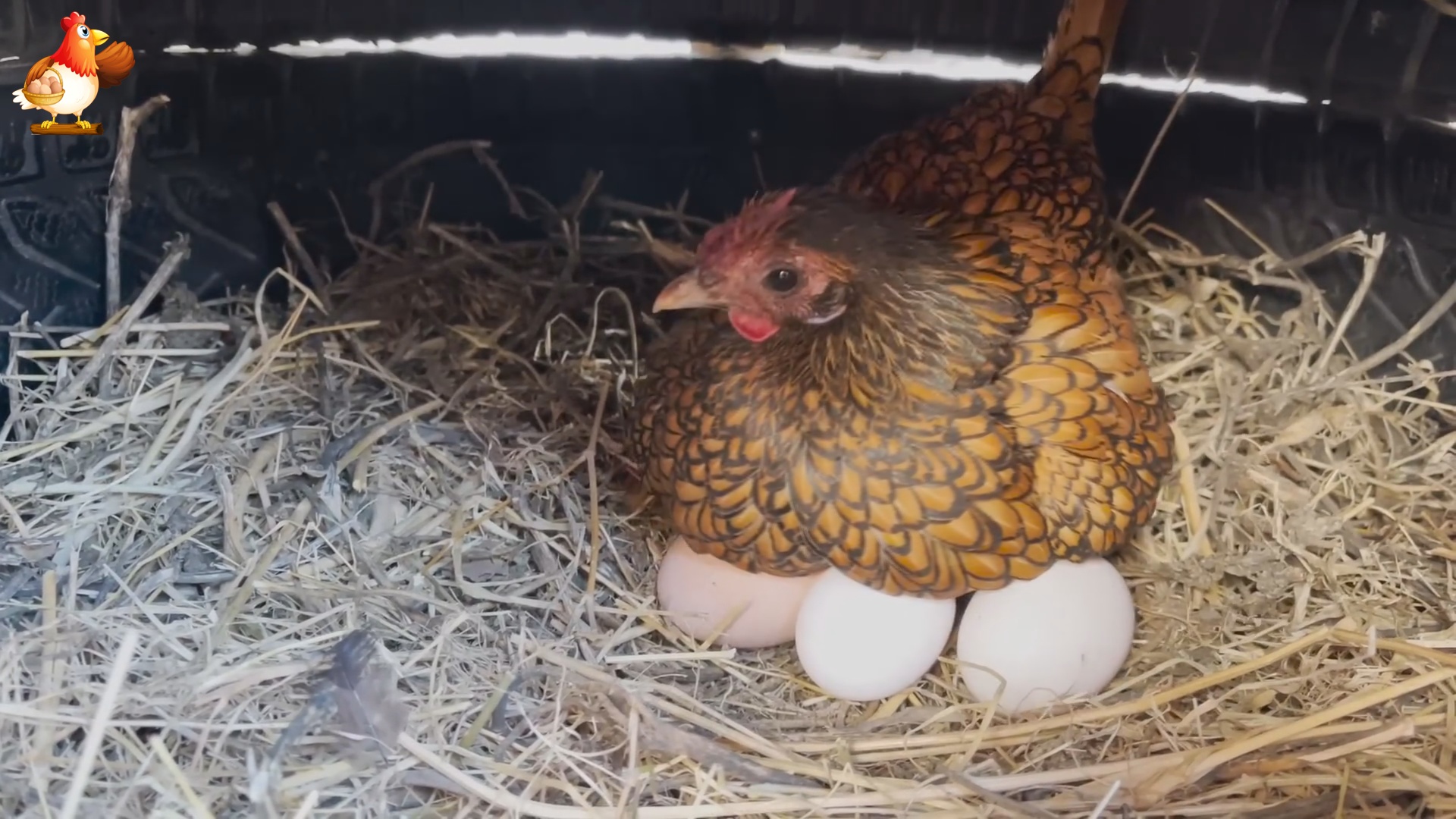 Крошка Бентам садится на яйца и восторг от нового гнезда из шин на ножках