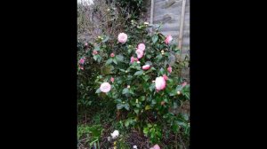 Camelia's in their full glory