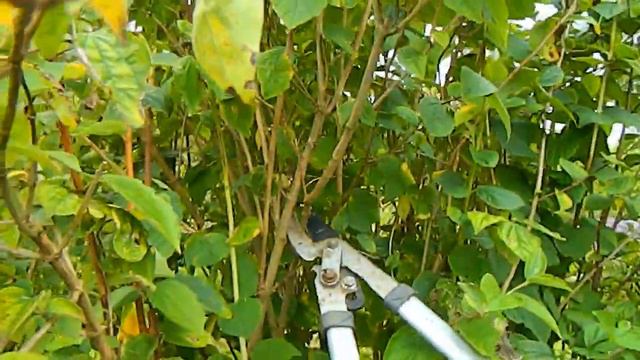 Easy Mock Orange (philadelphus) Pruning - annual & for height reduction смотреть онлайн