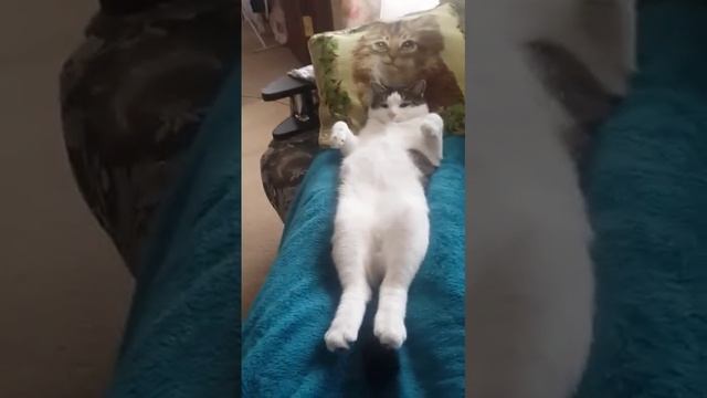 Кот отдыхает