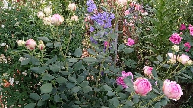 роза Фест Леди, сад на юге смотреть онлайн