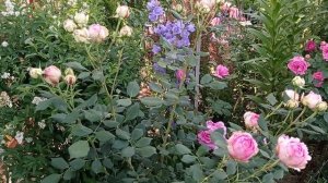 роза Фест Леди, сад на юге