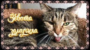 !!!!ЗЕВАЮ МНОГО РАЗ!!    #пушистый  #котенок  #кот  #кошка