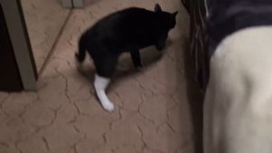 ЕНОТ,СОБАКА И КОШКА