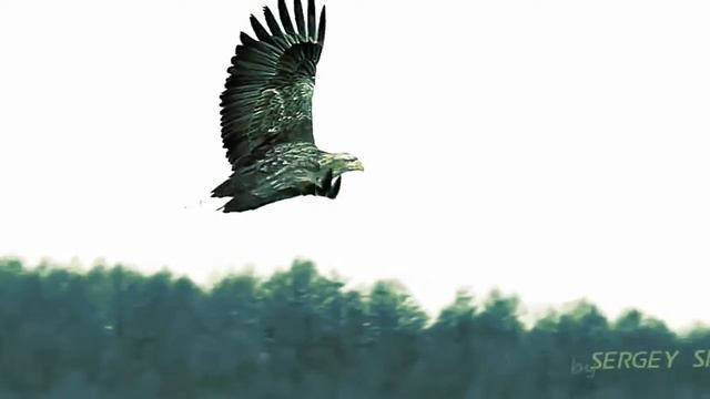 Khabib Nurmagomedov top UFC fighter highlight 2014