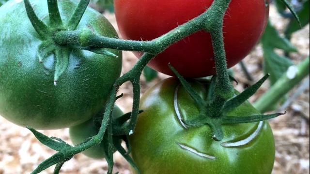 Полив помидор, как часто и чем поливать помидоры смотреть онлайн