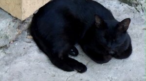 Ю. Шевчук - Я пил вчера у генерала ФСБ