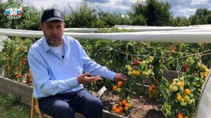 ГАРАНТИРОВАННЫЙ УРОЖАЙ ТОМАТА В ЛЮБОЙ ЗОНЕ
