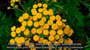 Пижма трава: описание, полезные свойства, где применяется