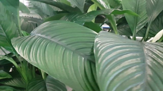 Алоказия Зебрина, бакопа, спатифиллум Сенсация, шефлера Амате, асплениумы, фикусы, драцена, петуния смотреть онлайн